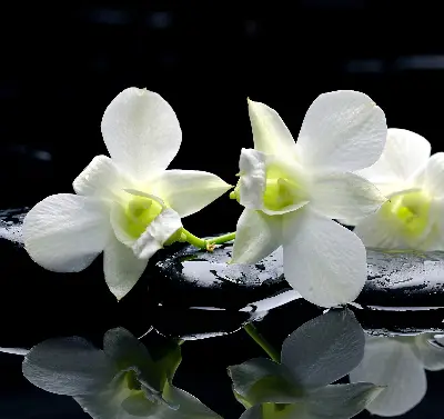 Vidiniai užtemdantys roletai Orchidėjos ir elegancija