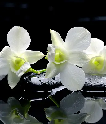 Vidiniai užtemdantys roletai Orchidėjos ir elegancija