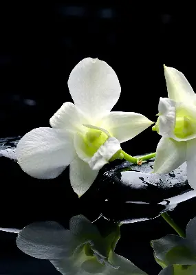 Vidiniai užtemdantys roletai Orchidėjos ir elegancija