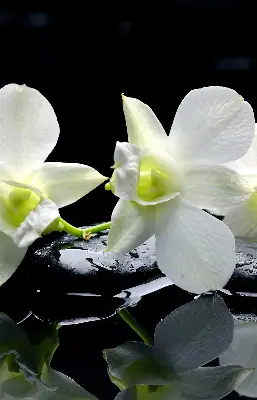 Vidiniai užtemdantys roletai Orchidėjos ir elegancija
