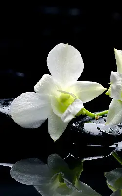 Vidiniai užtemdantys roletai Orchidėjos ir elegancija