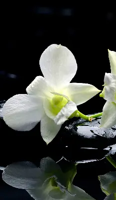 Vidiniai užtemdantys roletai Orchidėjos ir elegancija