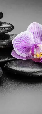 Vidiniai užtemdantys roletai Orchidėja ant akmenų