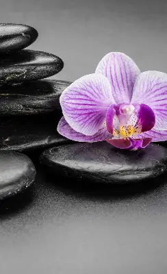 Vidiniai užtemdantys roletai Orchidėja ant akmenų