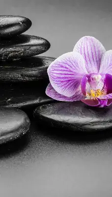 Vidiniai užtemdantys roletai Orchidėja ant akmenų