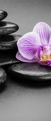 Vidiniai užtemdantys roletai Orchidėja ant akmenų
