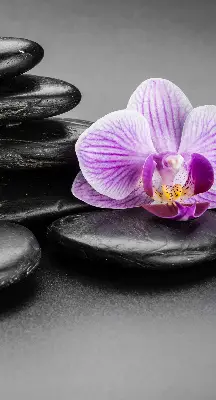 Vidiniai užtemdantys roletai Orchidėja ant akmenų