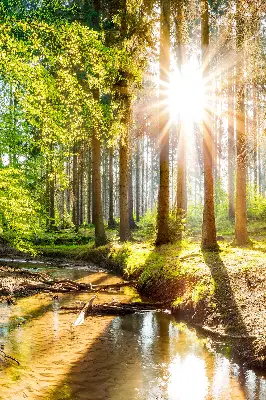 Vidiniai užtemdantys roletai langams Saulė šviečia pro medžius