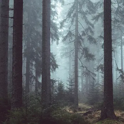 Medžiaginiai užtemdantys roletai Miškas naktį