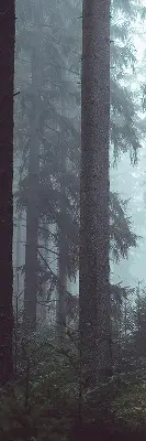 Medžiaginiai užtemdantys roletai Miškas naktį