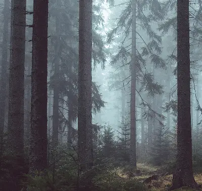 Medžiaginiai užtemdantys roletai Miškas naktį