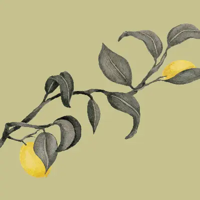 Užtemdantys roletai langams Citrinos ant medžio