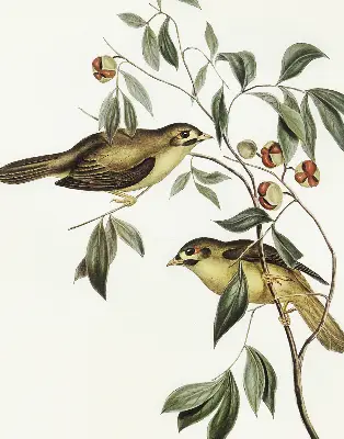 Užtemdantys roletai langams Paukščiai ant medžio