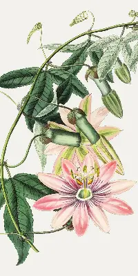 Užtemdantys roletai langams Rožinė gėlė