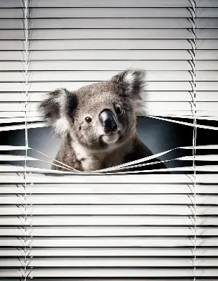 Užtemdantys roletai langams Koala