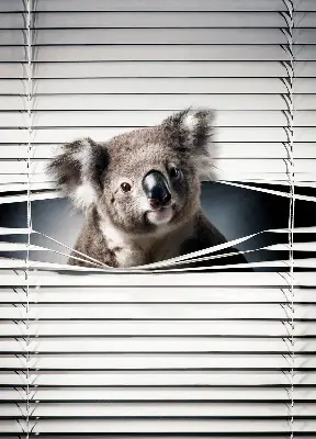 Užtemdantys roletai langams Koala