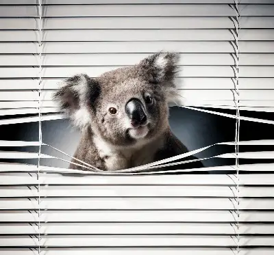 Užtemdantys roletai langams Koala