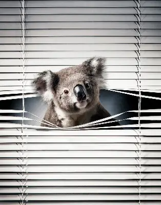 Užtemdantys roletai langams Koala