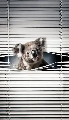 Užtemdantys roletai langams Koala