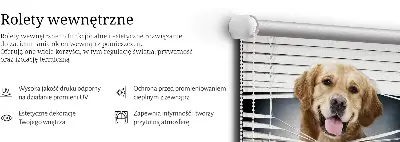 Vidiniai užtemdantys roletai Auksinis šuo