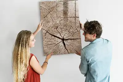 Sauso valymo magnetinė lenta Medžio kamieno skerspjūvis