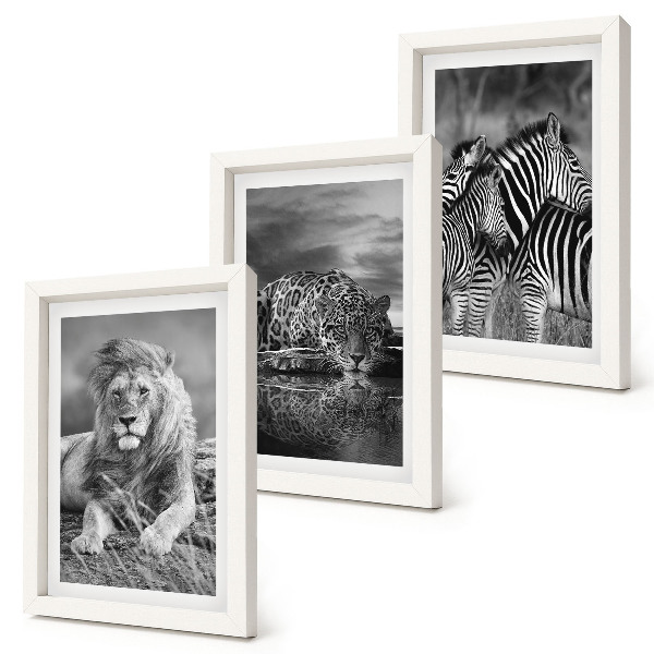 3 paveikslų rinkinys su rėmais Laukiniai savanos gyvūnai: liūtas, jaguaras ir zebras