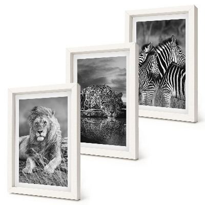3 paveikslų rinkinys su rėmais Laukiniai savanos gyvūnai: liūtas, jaguaras ir zebras