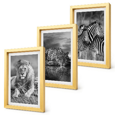 3 paveikslų rinkinys su rėmais Laukiniai savanos gyvūnai: liūtas, jaguaras ir zebras