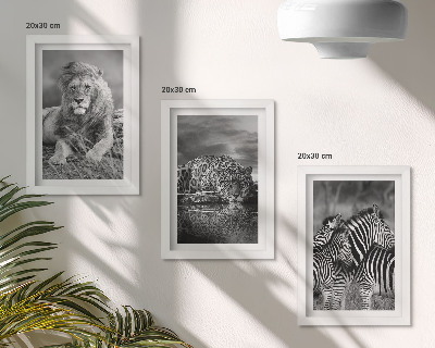 3 paveikslų rinkinys su rėmais Laukiniai savanos gyvūnai: liūtas, jaguaras ir zebras