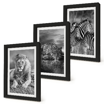3 paveikslų rinkinys su rėmais Laukiniai savanos gyvūnai: liūtas, jaguaras ir zebras