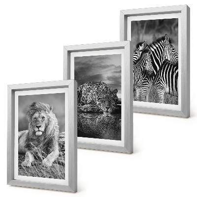 3 paveikslų rinkinys su rėmais Laukiniai savanos gyvūnai: liūtas, jaguaras ir zebras