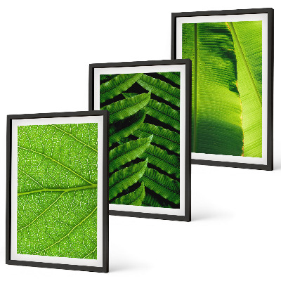 3 paveikslų rinkinys su rėmais Atogrąžų lapų makrofotografija