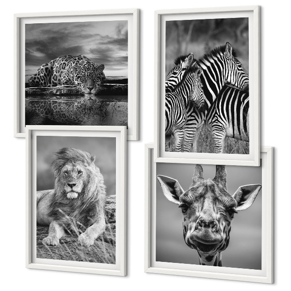 4 paveikslų rinkinys su rėmais Laukiniai gyvūnai Liūtas Jaguaras Žirafa Zebrai