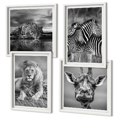 4 paveikslų rinkinys su rėmais Laukiniai gyvūnai Liūtas Jaguaras Žirafa Zebrai