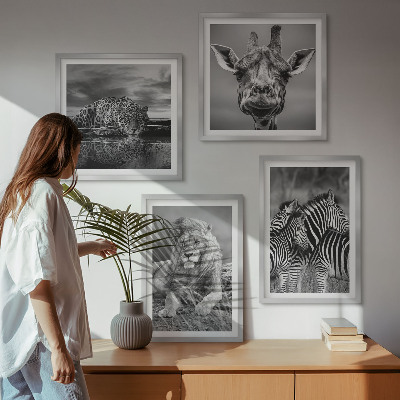 4 paveikslų rinkinys su rėmais Laukiniai gyvūnai Liūtas Jaguaras Žirafa Zebrai