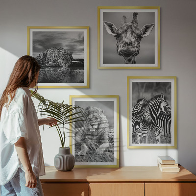 4 paveikslų rinkinys su rėmais Laukiniai gyvūnai Liūtas Jaguaras Žirafa Zebrai
