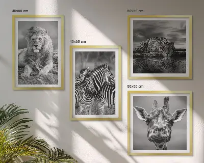 4 paveikslų rinkinys su rėmais laukiniai gyvūnai: liūtas, jaguaras, žirafa ir zebrai