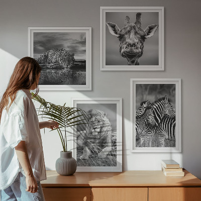 4 paveikslų rinkinys su rėmais Laukiniai gyvūnai Liūtas Jaguaras Žirafa Zebrai