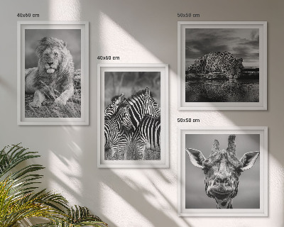 4 paveikslų rinkinys su rėmais Laukiniai gyvūnai Liūtas Jaguaras Žirafa Zebrai