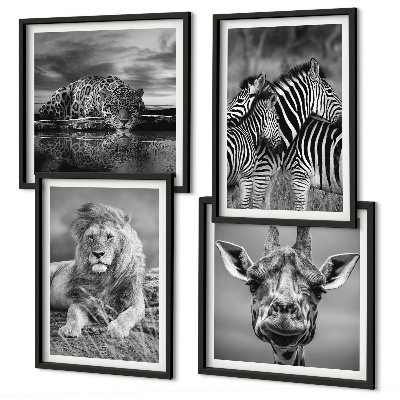 4 paveikslų rinkinys su rėmais Laukiniai gyvūnai Liūtas Jaguaras Žirafa Zebrai