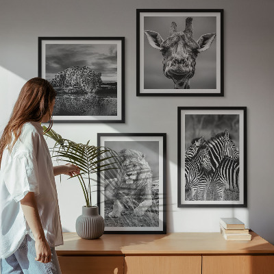 4 paveikslų rinkinys su rėmais Laukiniai gyvūnai Liūtas Jaguaras Žirafa Zebrai