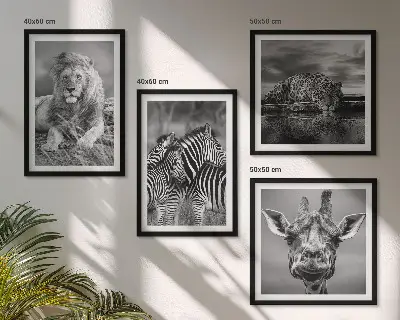 4 paveikslų rinkinys su rėmais laukiniai gyvūnai: liūtas, jaguaras, žirafa ir zebrai