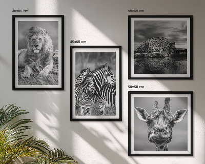 4 paveikslų rinkinys su rėmais Laukiniai gyvūnai Liūtas Jaguaras Žirafa Zebrai