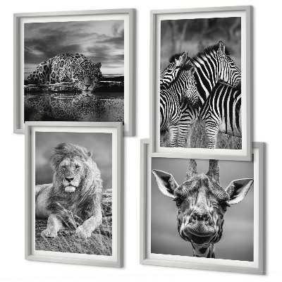 4 paveikslų rinkinys su rėmais Laukiniai gyvūnai Liūtas Jaguaras Žirafa Zebrai